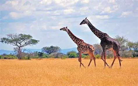 Naivasha