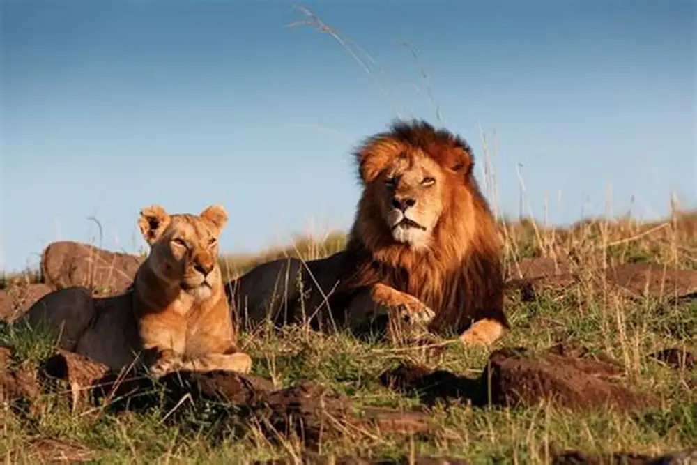Tsavo