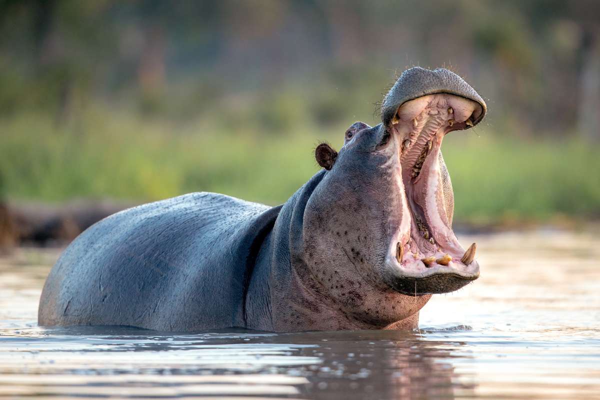 Samburu